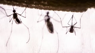 The real reason why mosquitoes buzz | DIY Neuroscience, a TED series