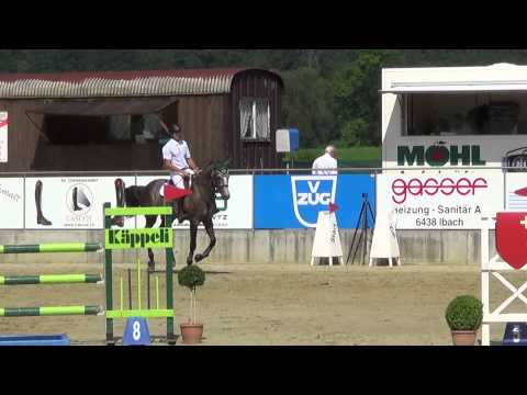 5yr Gelding from Contagio