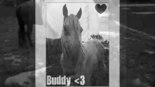 Bethany Dillon-Dreamer