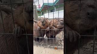 ずるいよ‪💢 That’s not fair! 💢 ‬ #ビーバー #アメリカビーバー #beaver #cuteanimals #かわいい動物 #癒し #animalshorts