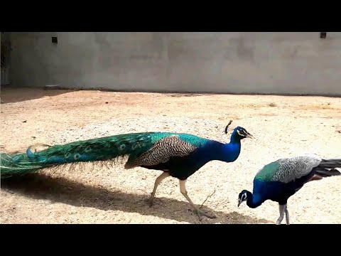 , title : 'Peafowl For Backyard Farm - How To Earn Money Selling Live Peacock And Feathers'