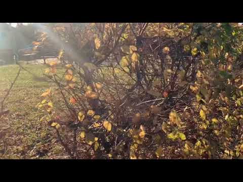 An afternoon in Nógrád , Hungary