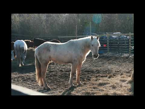 Das ist er! MEIN MUSTANG//Tag 4361 [Mustang Makeover 2018]