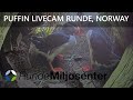Live from entrance to Puffin nest 3 at Runde, Norway