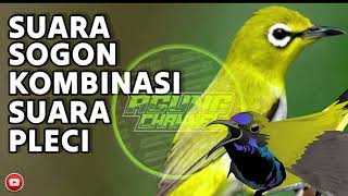 Download lagu MASTERAN KOMBINASI SUARA SOGON DAN PLECI mp3 Download lagu MASTERAN KOMBINASI SUARA SOGON DAN PLECI mp3