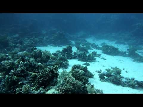 White Tip Reef Shark - Fury Shoals (Wadi Lahami)