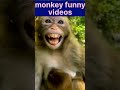 Hanu Shortvideo