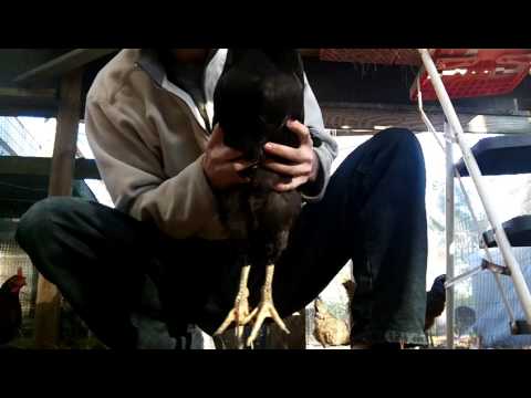 How to tame a rooster the easy way