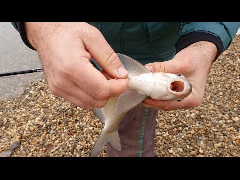 Pecanje na fider - Deverike na Adi 2020