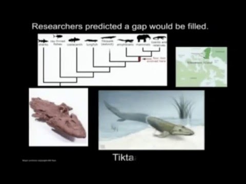 Ken Ham vs Bill Nye -  highlights