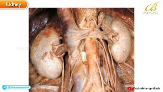 Gross Anatomy of the Kidney (Cadaveric Anatomy) | USMLE Step 1 | Surface Anatomy, Hilum & Segments