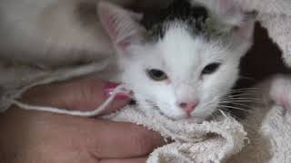 Voices in the Dark - Teaser Trailer