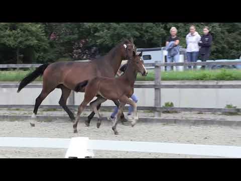 Hengstfohlen Asgard‘s Ibiza x Sancisco x Argentan