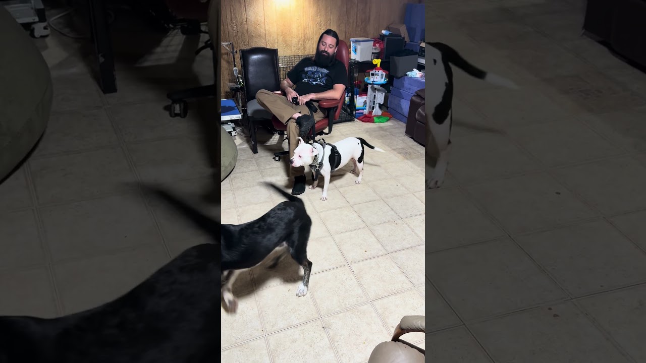 Enlarge Oreo, a ADOPTABLE Pit Bull Terrier in canyon lake, TX video 2/2
