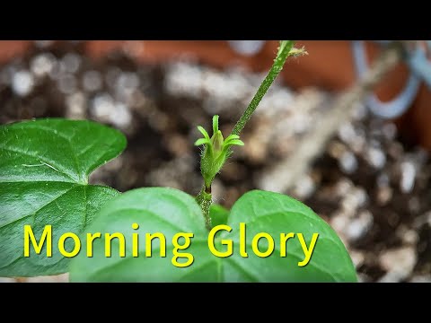 Morning Glory #4 Time Lapse | Grow Up House Plant | Relaxing Piano Music | Home Gardening