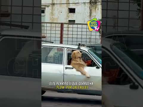 #Viral | This dog really oozes flow on the streets || #Peru #Callao #Dog #Short