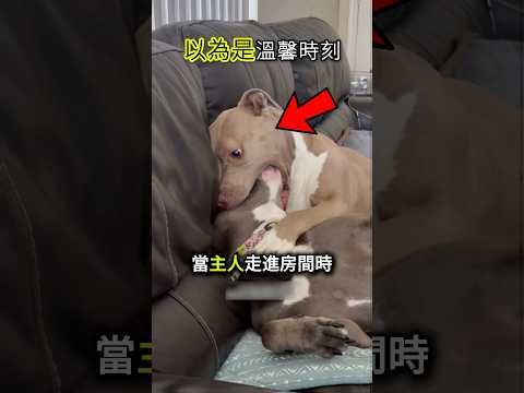 主人還以為很溫馨😂🐶 #shorts