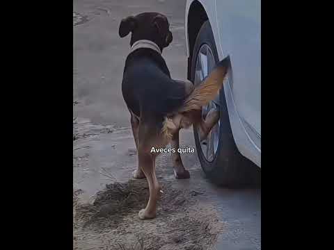 Asi es la vida #dogs #perros #humor #viral #carlosalbertofuentes #yerimua #fyp #dog #perritos