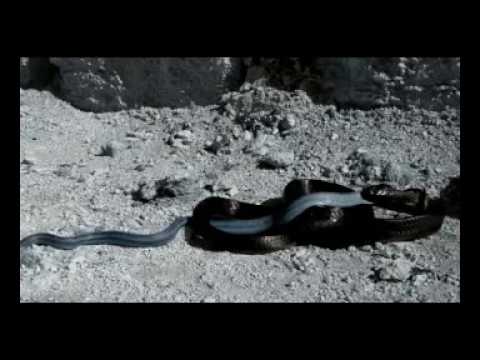 Indigo Snake Eats Python 02 - Snake Cannibalism