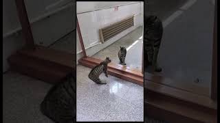 Wait… Who’s That Cat?! 😹🪞#Cat #FunnyCats #CuteCat #FunnyAnimals #CatShorts #YouTubeShorts