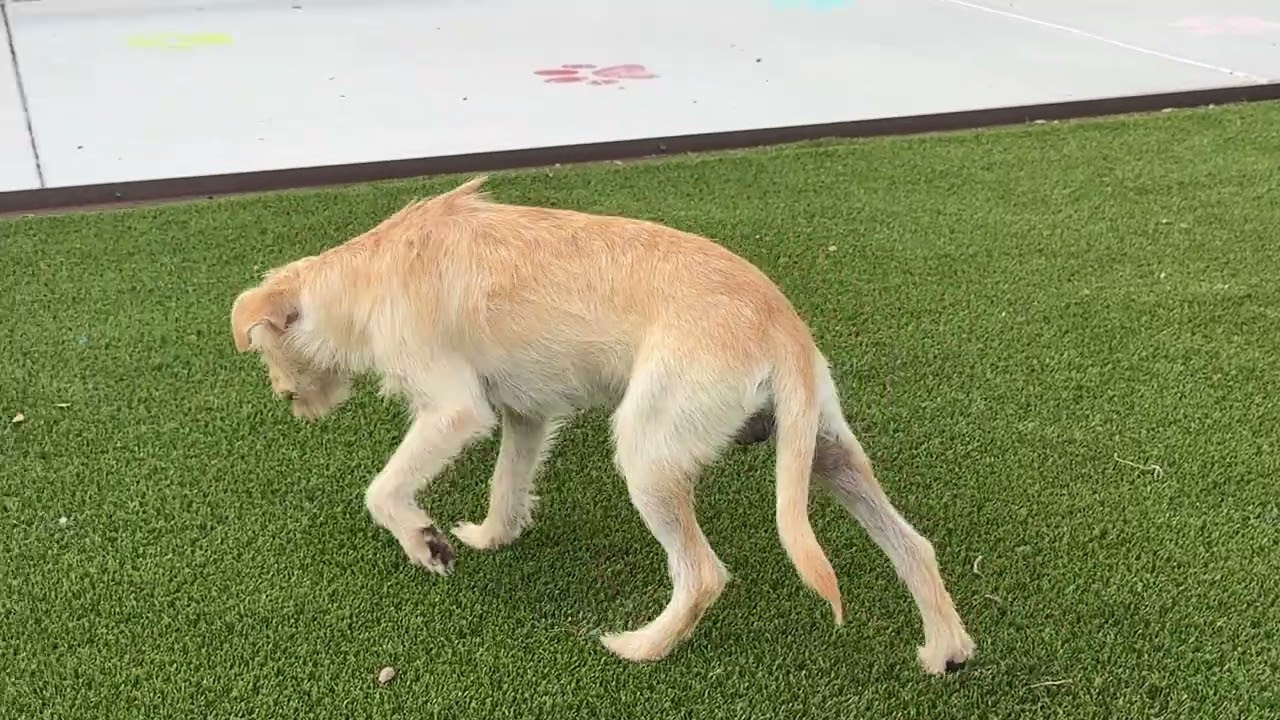 Enlarge Tanner, a Adoptable mixed breed in Austin, TX video 5/5