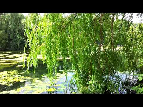 Calm is all Nature as a Resting Wheel