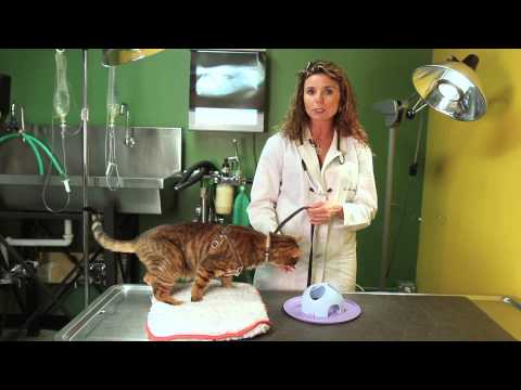 How to Keep an Aggressive Cat Away From a Passive Cat : Cat Behavior & Health