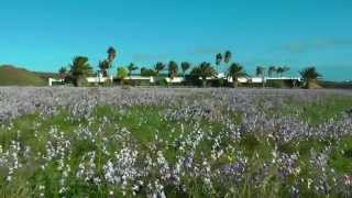 SPAIN fields of flowers at Puerto Calero, Lanzarote (hd-video)