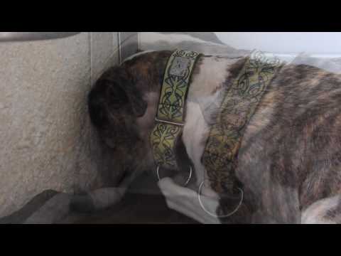 Sabine, a broken galga!