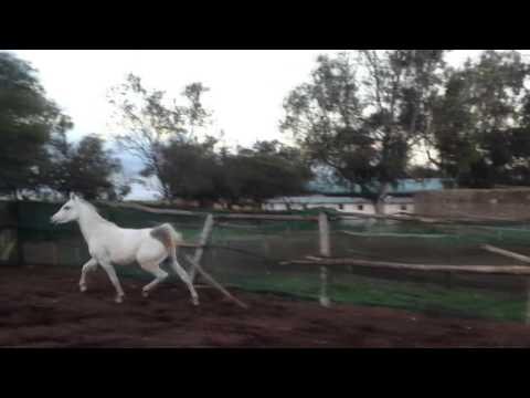 MYSTIC ETERNITY (Valerio Ibn EternityX Mystic Angel de Elamine de Psytadel) Morocco