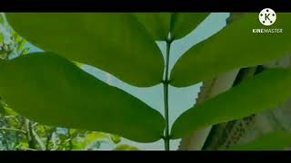 Download lagu Lagu Sunda (sancang) yayan jatnika mp3 Download lagu Lagu Sunda (sancang) yayan jatnika mp3