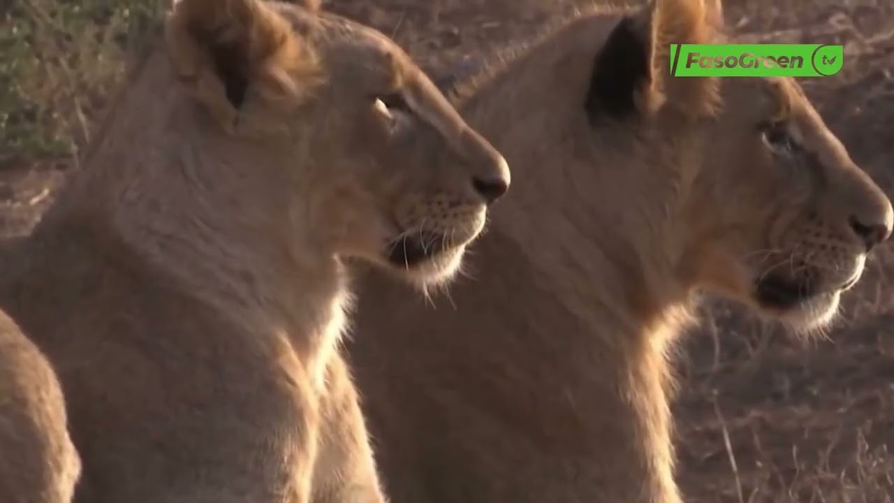 Journée mondiale du lion