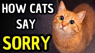 Your Cat Is Apologizing (You Just Don't Realize It)