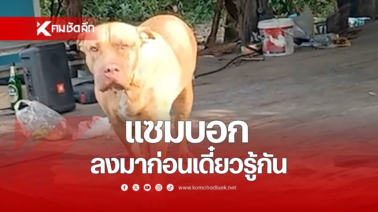 หมาไม่ดุ? แต่แซมบอก ลงมาก่อนเดี๋ยวรู้กัน