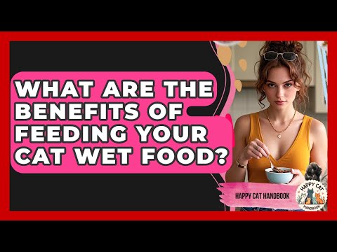 What Are The Benefits Of Feeding Your Cat Wet Food? - Happy Cat Handbook
