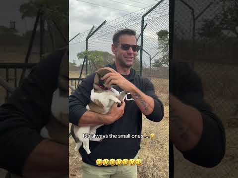 #funny #dog #pets #funnydogs #funnyanimals #pet