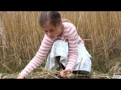 WBF - Getreide - Wie aus Körnern Brot wird (Trailer)