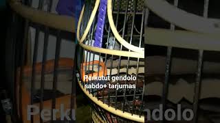 Download lagu perkutut klangenan mp3