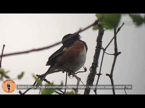 Strnádlik červenooký (Pipilo erythrophthalmus) — správanie, biotop a hlas