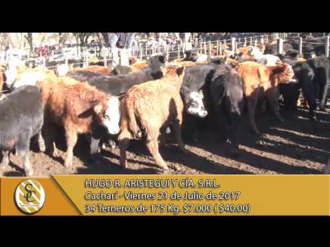 21-07-17 Venta de Machos - Hugo R. Aristegui - Cacharí