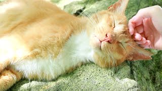 公園の岩の上で気持ちよさそうに涼む茶トラの野良猫