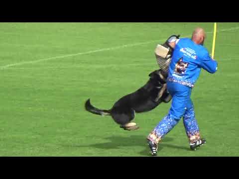 2019 WUSV WM in Modena 46 NED‐1 JORDY TROMP  ABILIO VON KRAUSPLATZ C86