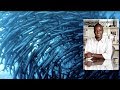 WGBH IdeaLab The Future Of Nature
