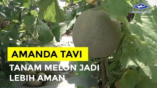 Download lagu BISI Sahabat Petani: Amanda Tavi, Tanam #melon Jadi Aman mp3
