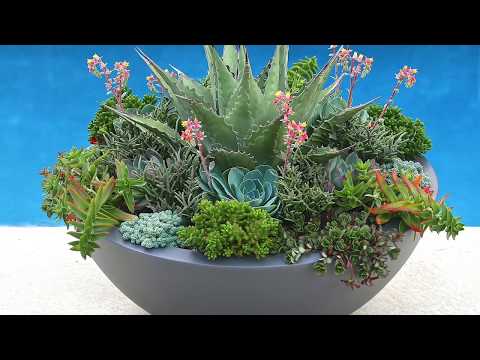 Succulents for Northerly Climates, Part 2: Sedums and More