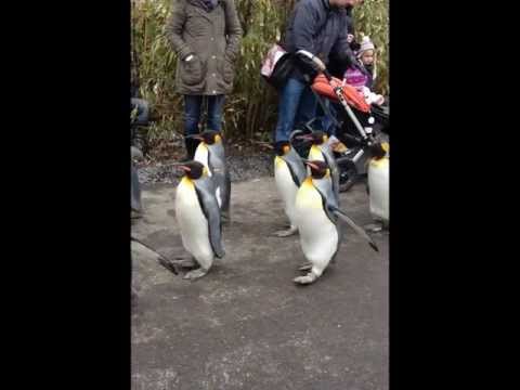 Penguins Parade 23.2.2012 - Zoo Zürich