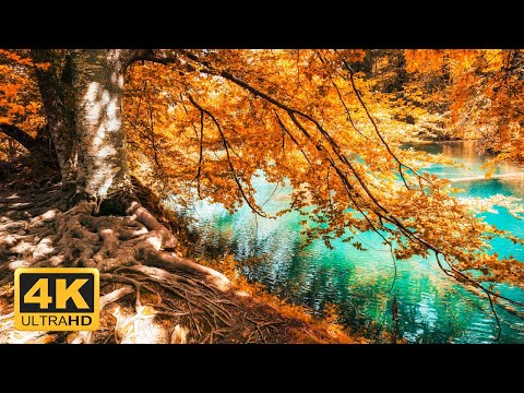 11 HRS Incredible Fall Foliage - Best 4K Autumn Nature Scenes from Around the World + Calming Music