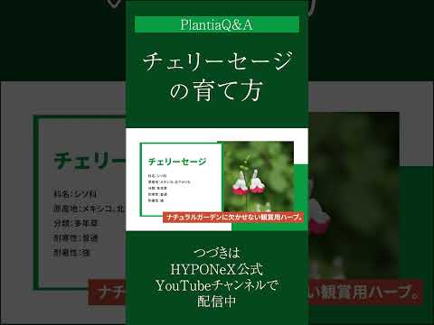 ディプラデニア肥料はいつ与えるのですか?この美しい植物の開花を促進するのに最適な肥料は何ですか?  庭園