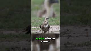 Geier-Gefahr: Warum große Vögel Flugzeuge zerlegen!