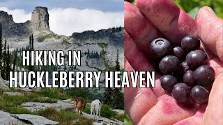Hiking through huckleberry heaven to Chimney Rock!